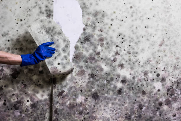 Best Attic Mold Removal  in Oneonta, AL