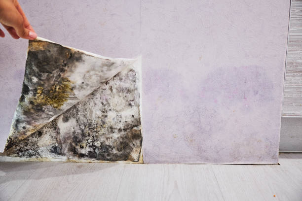 Best Office Mold Removal Services  in Oneonta, AL